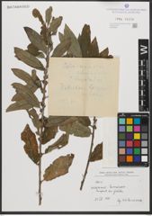 Foto von Salix L.